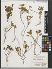 Foto von Salix herbacea L.